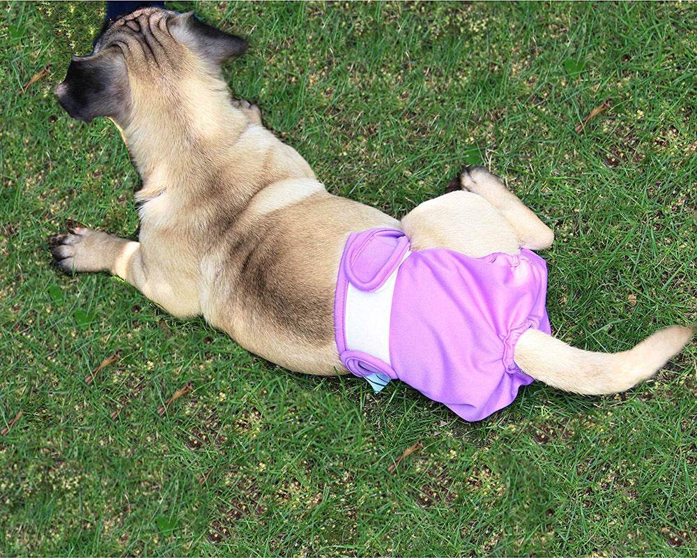 Ceinture physiologique pour animaux | Confort, hygiène & élégance