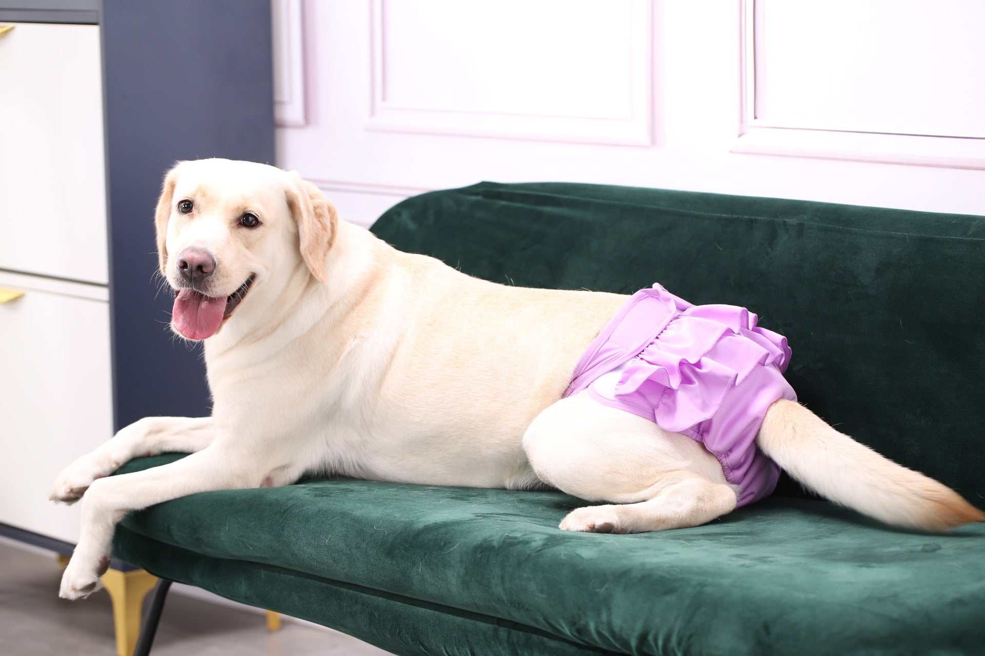 Ceinture physiologique pour animaux | Confort, hygiène & élégance
