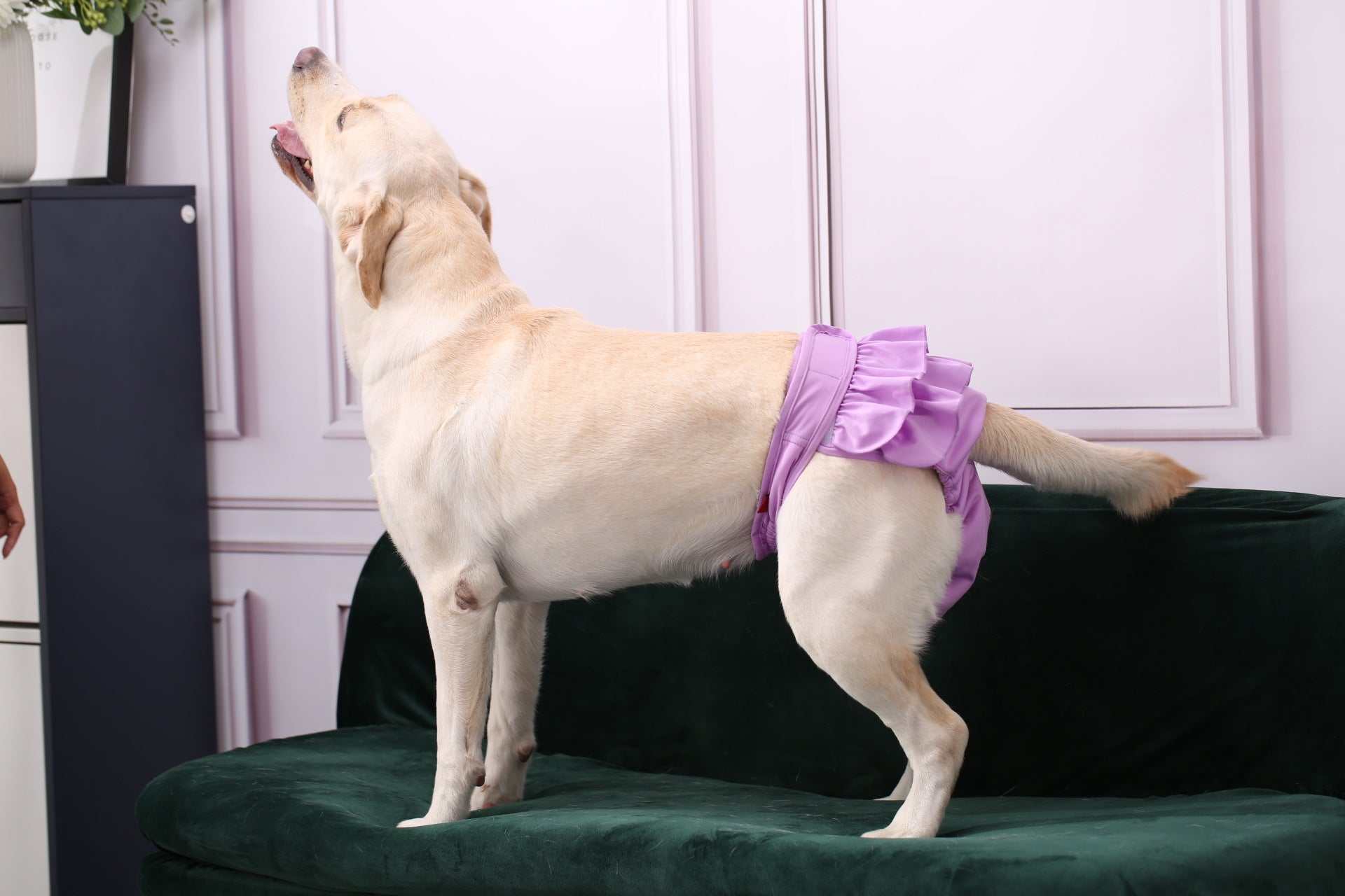Ceinture physiologique pour animaux | Confort, hygiène & élégance