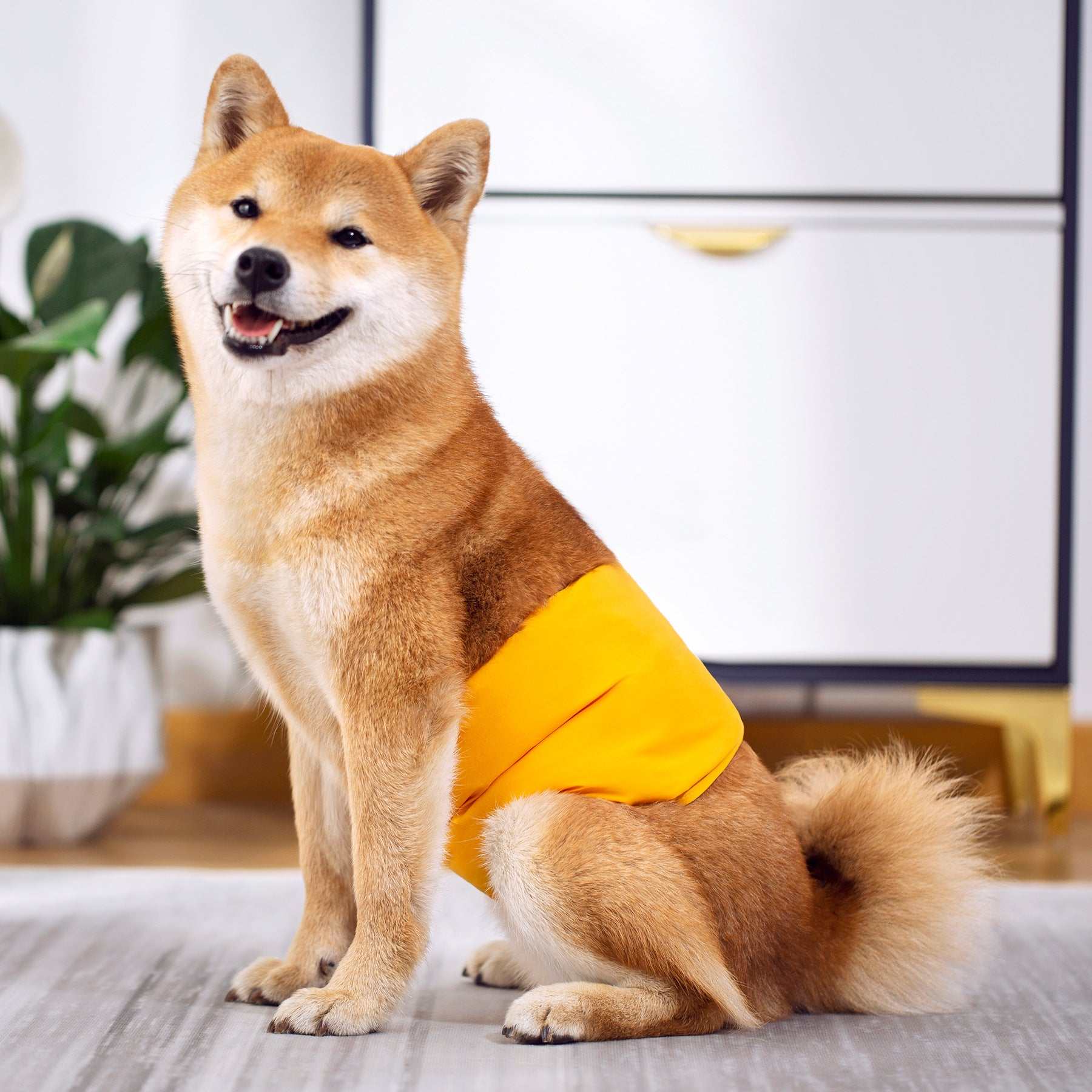 Ceinture physiologique pour chiens | Confort, propreté & protection