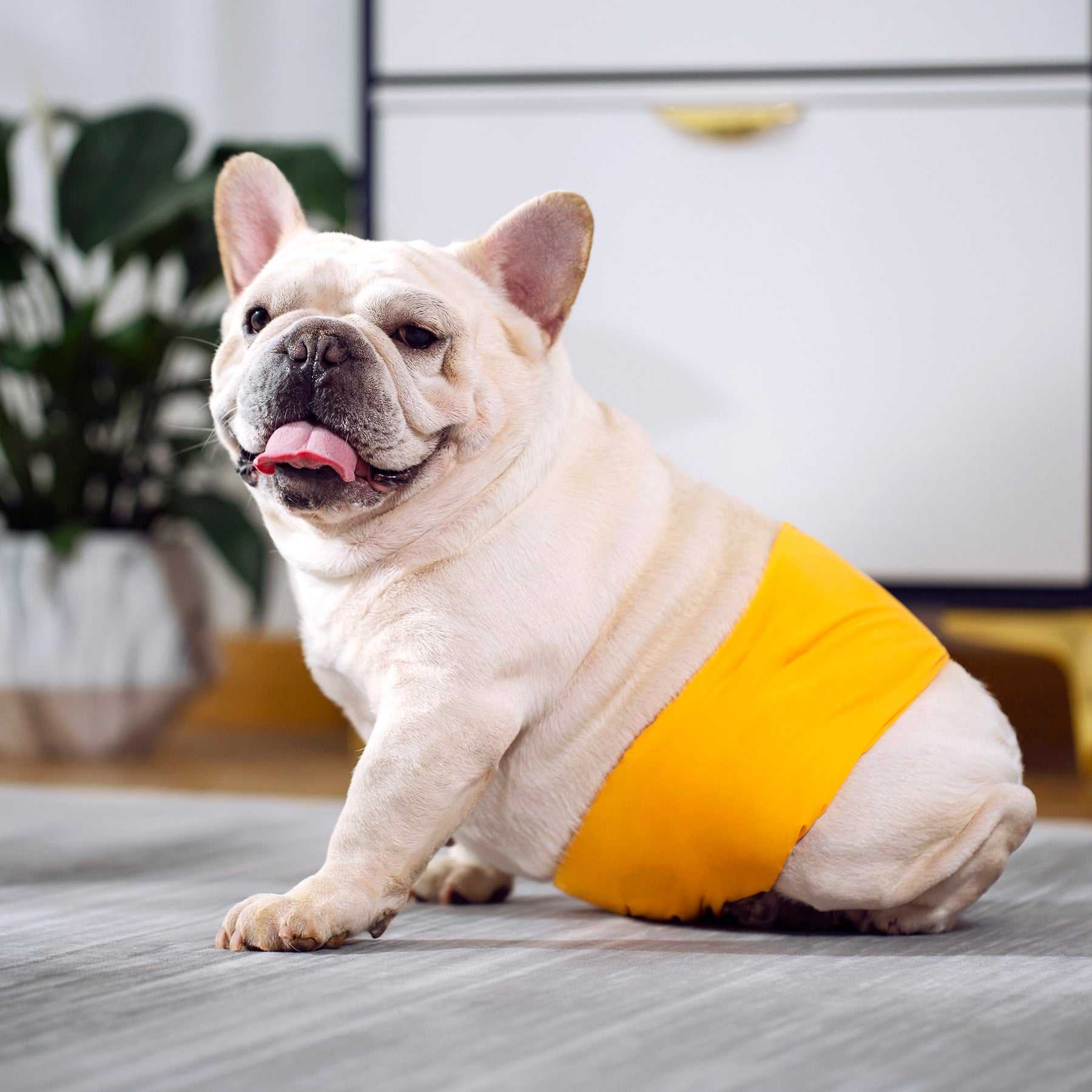 Ceinture physiologique pour chiens | Confort, propreté & protection