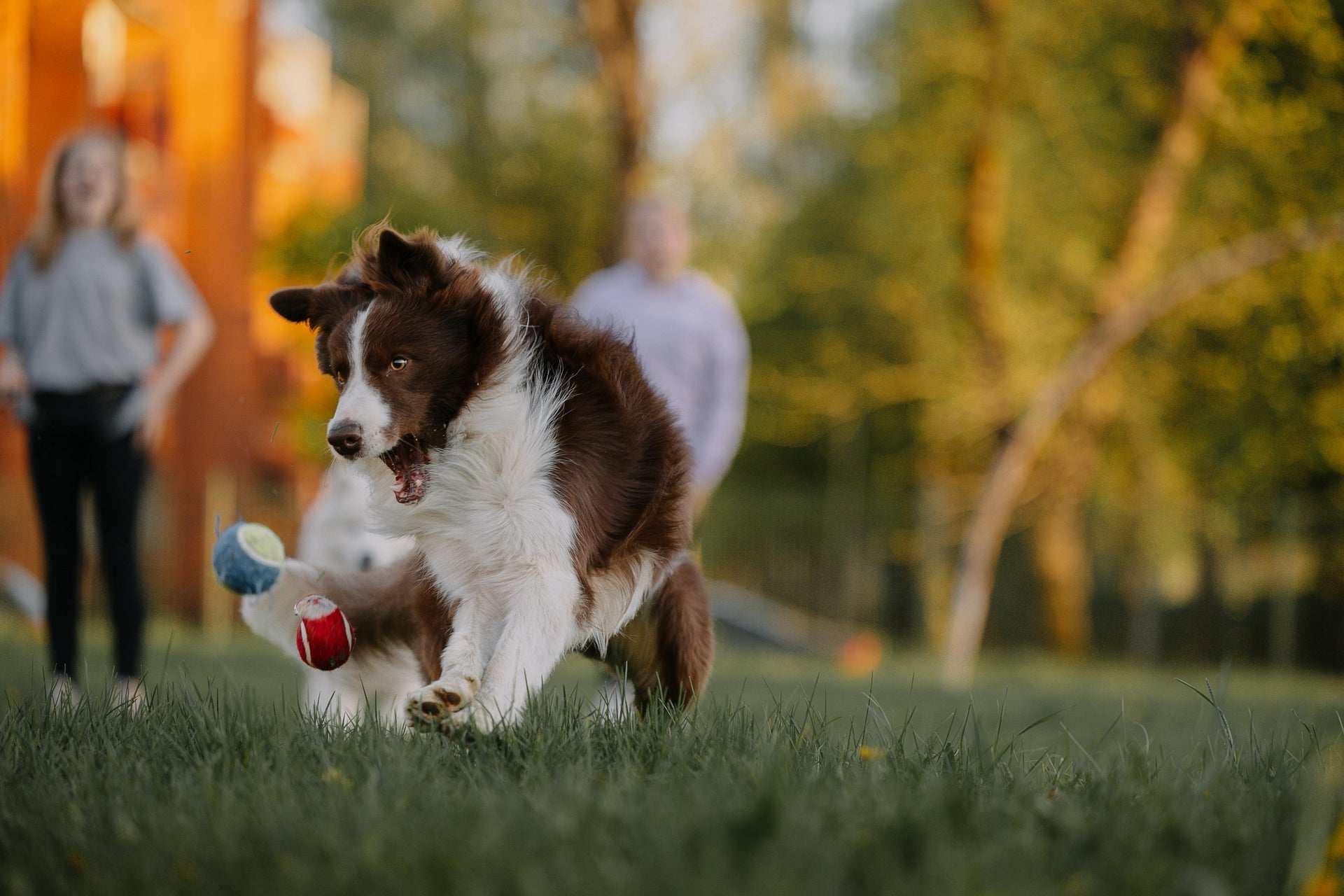 Chien_avec_sa_famille_joue_la_balle
