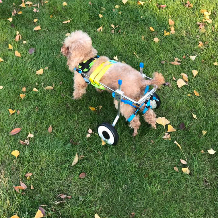 Pet Wheelchair - for Disabled Dogs