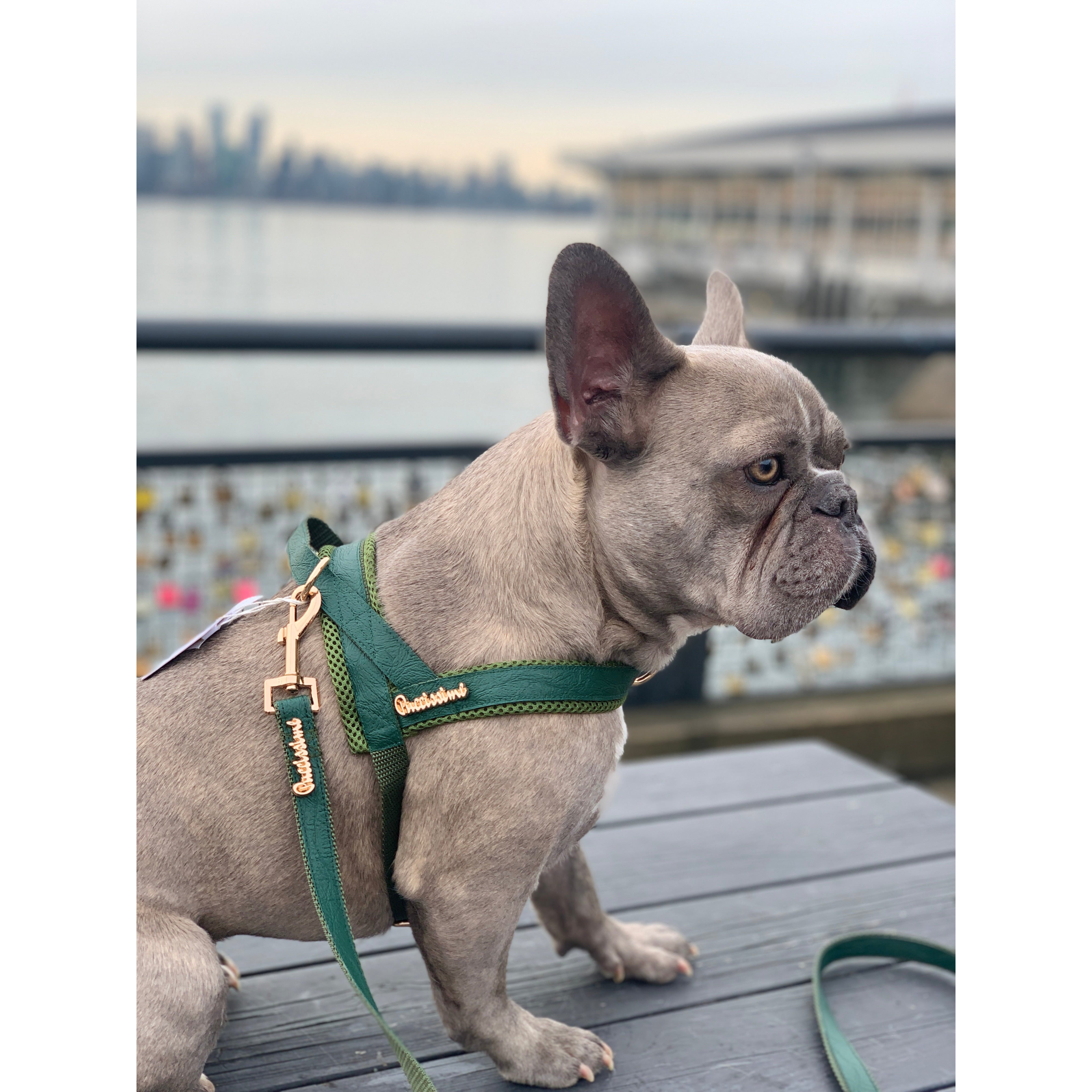 Ensemble collier laisse pour chiens | Chic et raffiné | Canadien