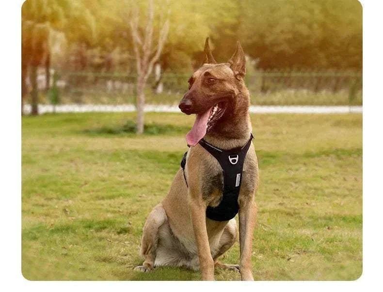 Chien portant un harnais anti-traction TRUE LOVE en nylon réglable et réfléchissant, assis dans un parc herbeux.