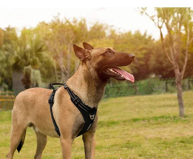 Chien portant un harnais TRUE LOVE anti-traction en nylon réglable avec poignée de contrôle en extérieur, au parc.