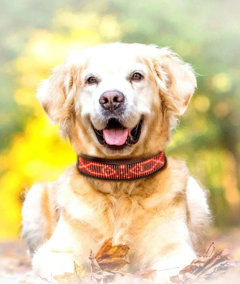 Chien porte le Collier LED Programmable Chien