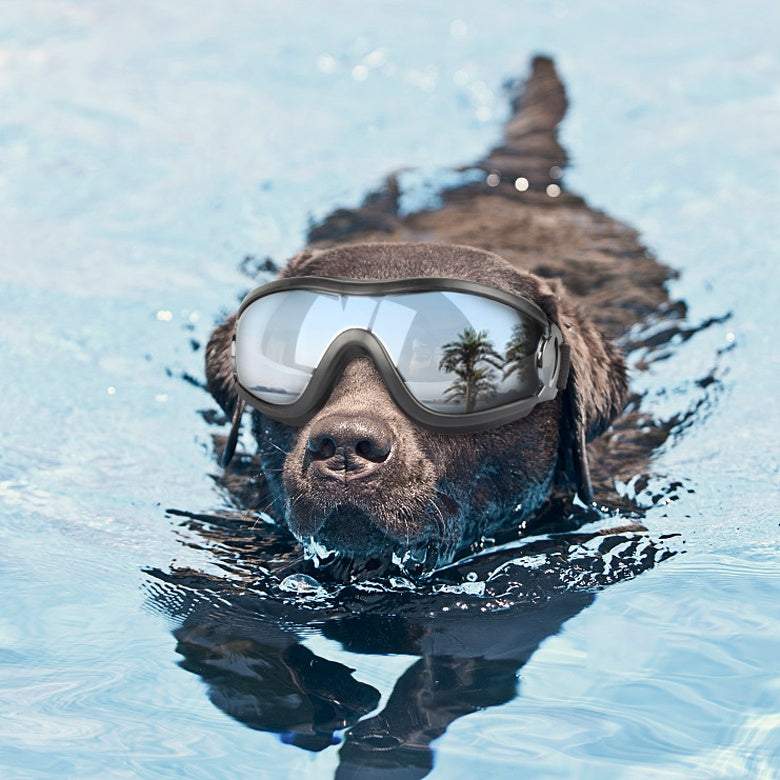 Gafas de sol UV para perros | Protección y estilo con correas ajustables