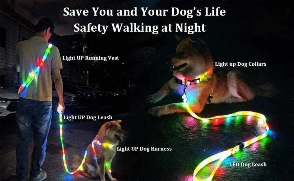 laisse et collier LED multicolore pour chien, sécurité nocturne, haute visibilité, imperméable et rechargeable USB