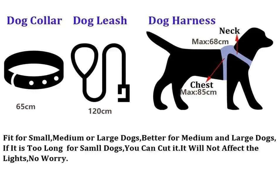 Collier et laisse LED pour chien, longueur réglable, haute visibilité pour sécurité nocturne, résistants à l'eau et rechargeables par USB.