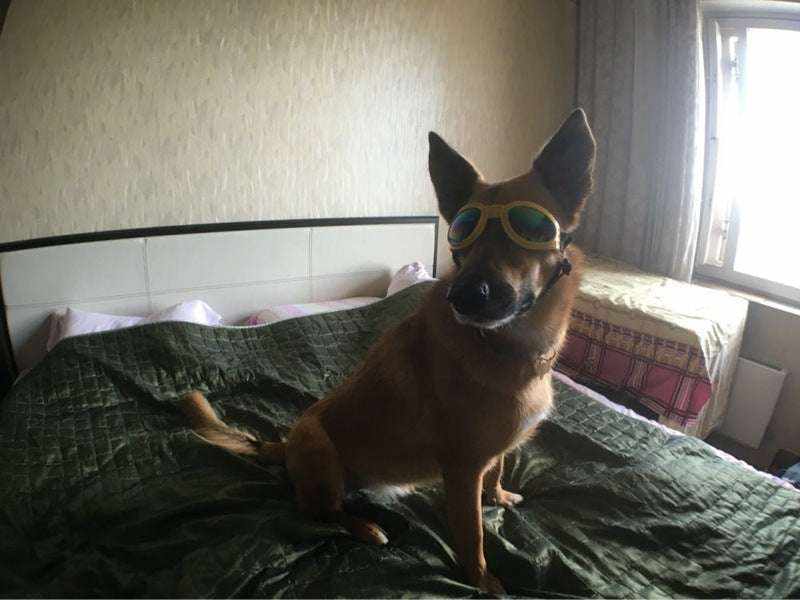 Lunettes de Soleil pour chiens & chats | Protection UV & style tendance