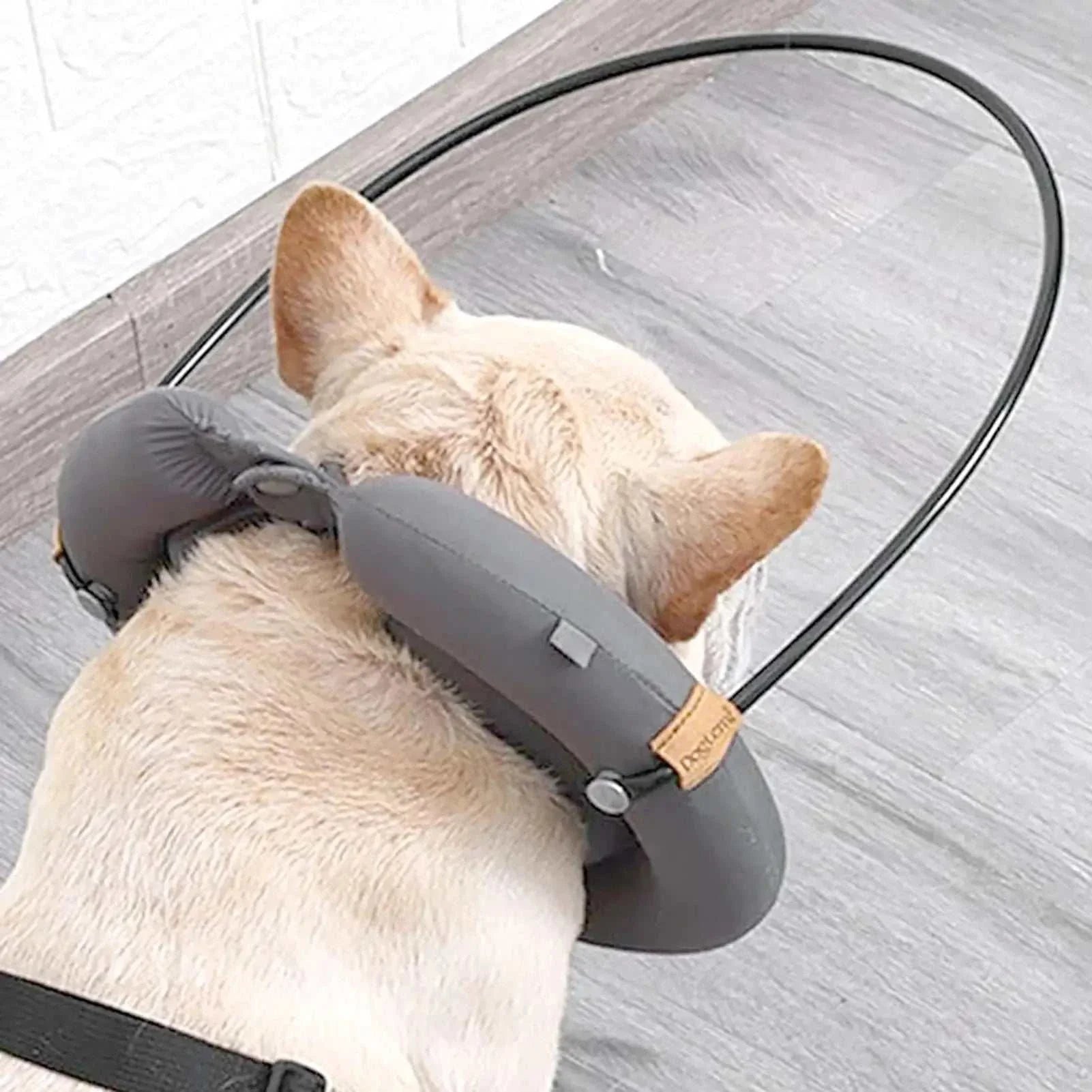 Chien aveugle qui porte le Harnais Protecteur avec Collier Guide pour Chiens Aveugles