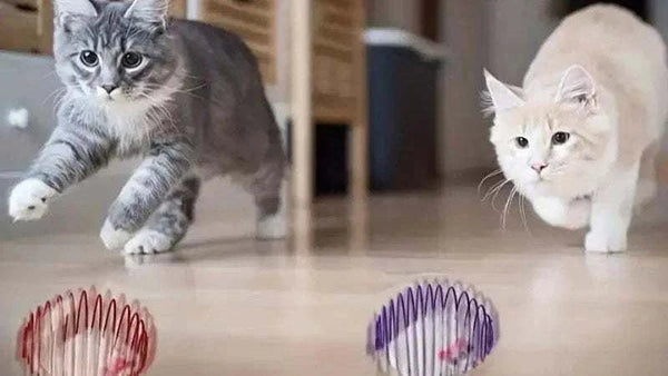 Interactive Toy Balls for Kittens | Lightweight, Colorful & Fun Playtime