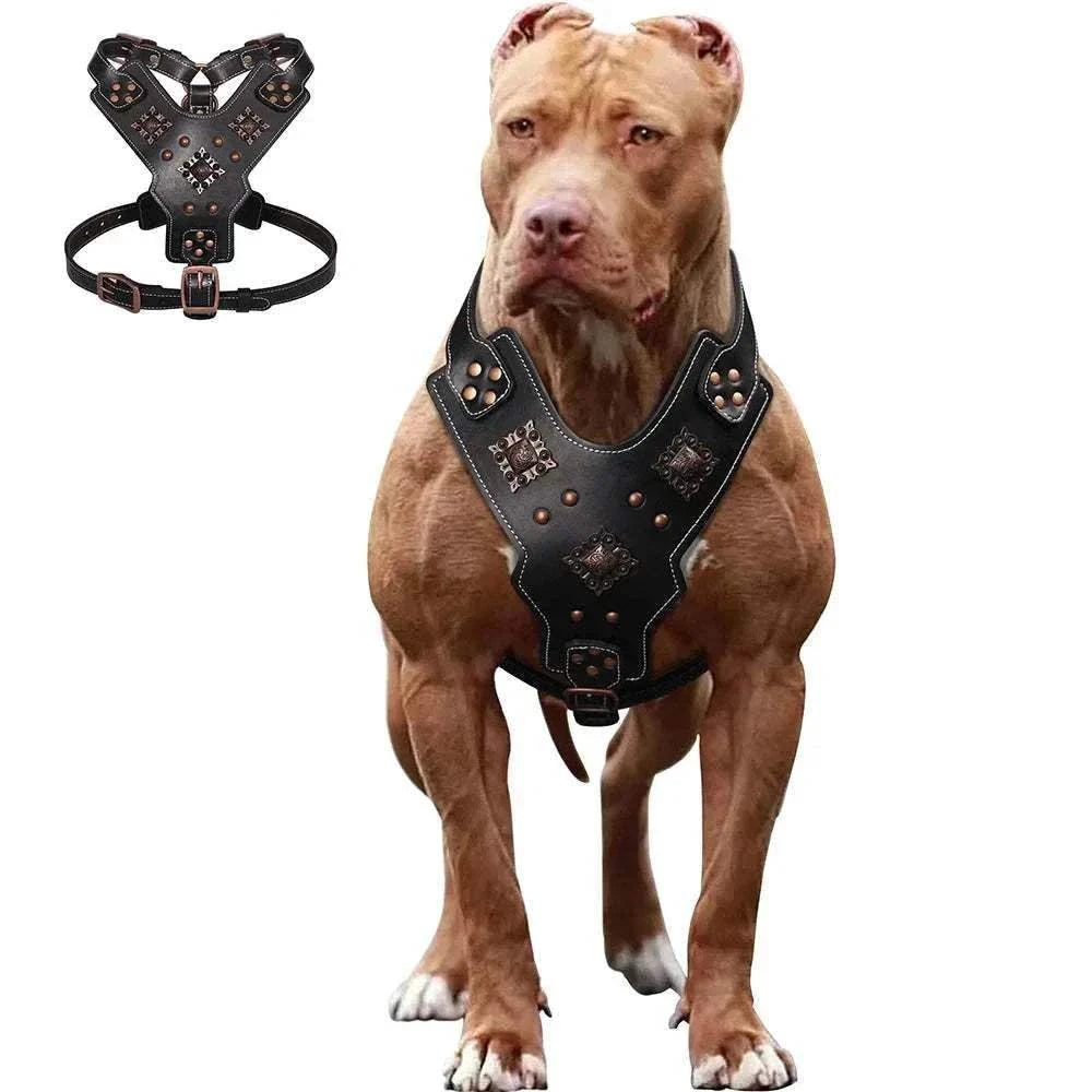 Harnais en Cuir Véritable, porter par un chien musclé