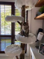 Chat Maine Coon tabby sur arbre artisanal avec fourrure blanche - Décor moderne près de fenêtre - Québec