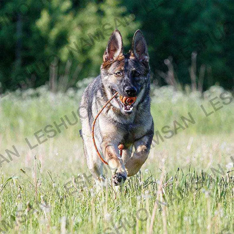 Exercise Ball & Chew Toy with Rope | Stimulation & Resistance
