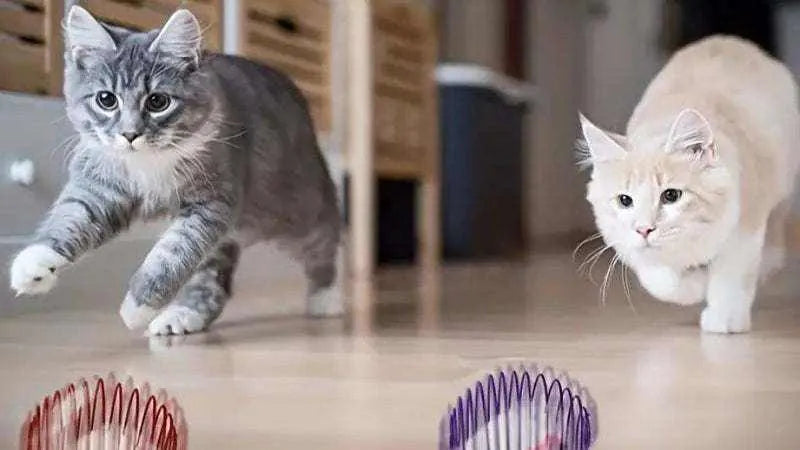 Pelotas de juguete interactivas para gatitos | Estimulación y entretenimiento