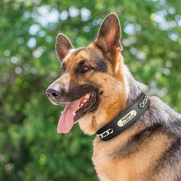 Collar de cuero personalizado | Placa de identificación grabada