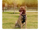 TRUE LOVE No-Pull Dog Harness | Reflective Nylon, Adjustable & Comfortable with Control Handle