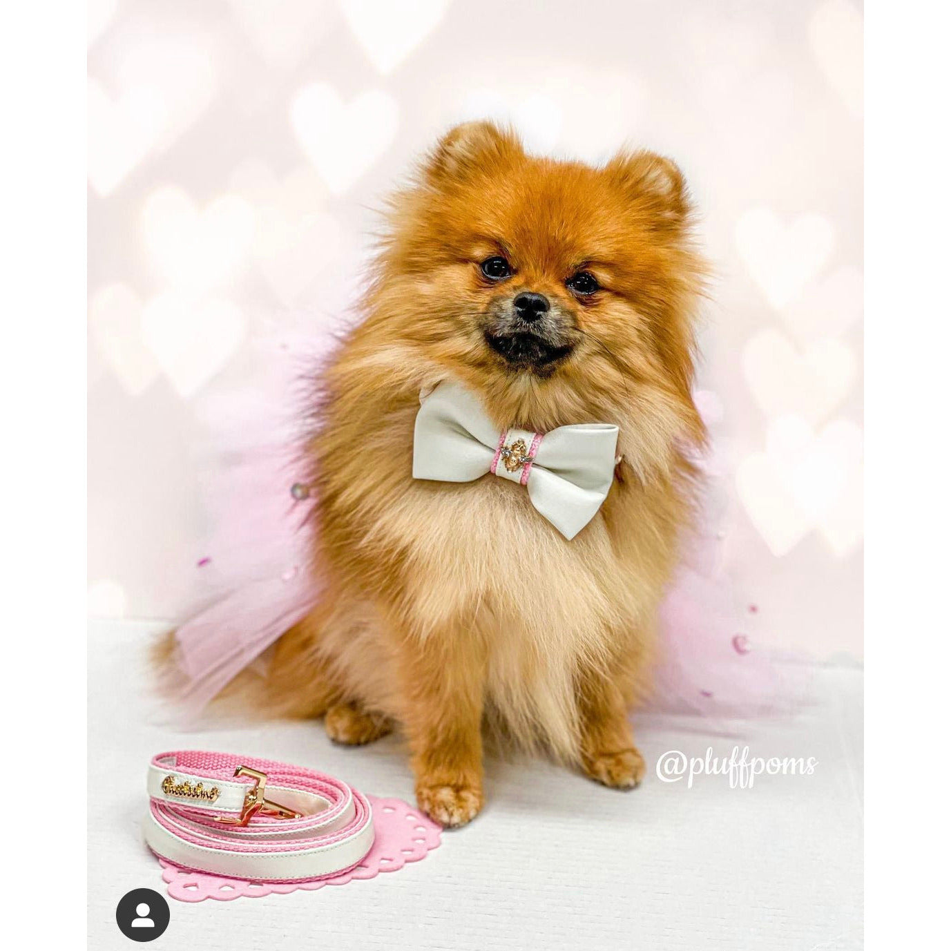 Nœud papillon élégant | vue sur un petit chien