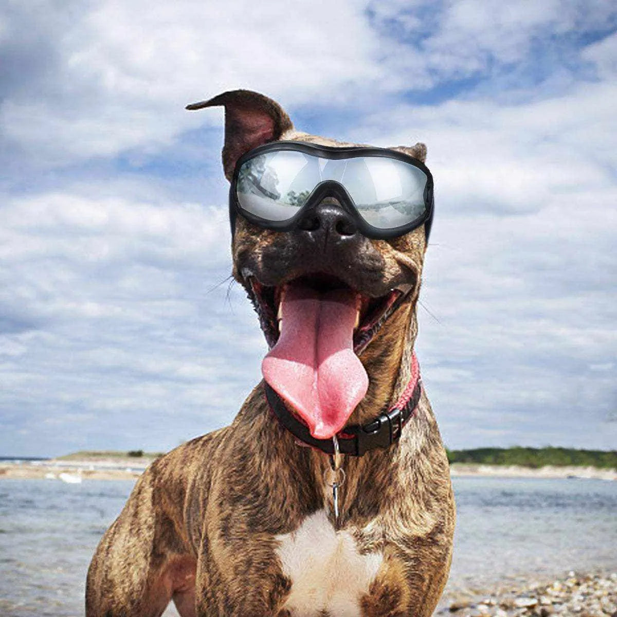 Lunettes de soleil UV pour chiens | Protection et style avec sangles ajustables