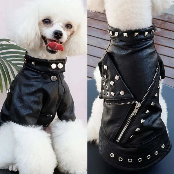 Winter jacket for dogs | Chic leather style and optimal protection